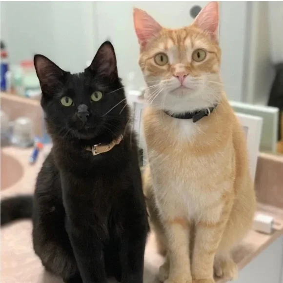 NWT PUPTECK 2 PCS Soft Leather Cat Kitten Collar- Black and Brown with Bells - Picture 2 of 6